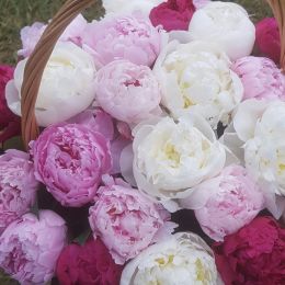 Ziedu piegāde uz  pilsētu. Atskaite Nr. 698