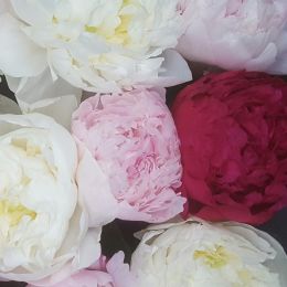 Ziedu piegāde uz  pilsētu. Atskaite Nr. 699