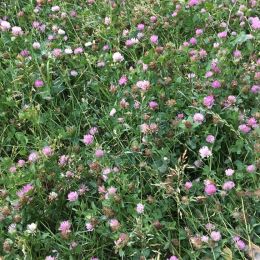 Доставка цветов в город . Отчёт № 1648