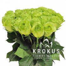 Zaļās dolāru rozes