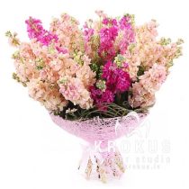 Bouquet of mattiolas