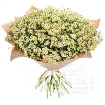 Large bouquet of daisy