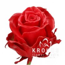 VIP ROSES BORDO