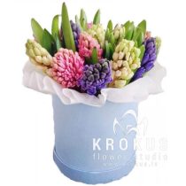 Hiacintes cepurkastē