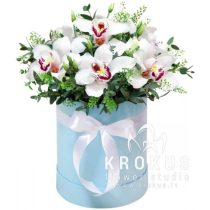 Baltas orhidejas kastītē