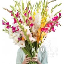 Gladiolus MIX