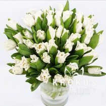 Lilijvejdīgās tulpes