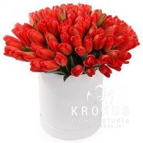 101 tulpe cepurkastē