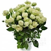 Rosa Raceme Blanchette