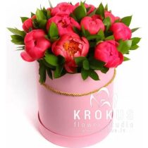 Coral peony in a box