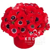 Anemones in a flowerbox