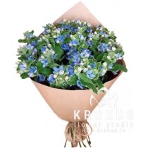 Neaizmirstulīšu pušķis