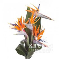 Strelitzia