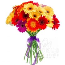 Mini gerberas "Mikss"