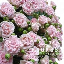 Vip Rozes Sweet Flow