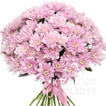 Light pink chrysanthemums