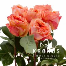 Розы Каралуна