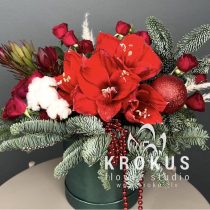 Winter composition with amaryllis