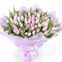 101 PINK AND WHITE TULIP