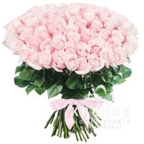 101 maigi rozā rozes 50 cm SUPER CENA!!! ❤️
