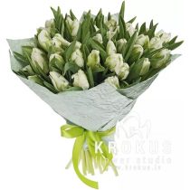 Baltās Papagaiļu tulpes