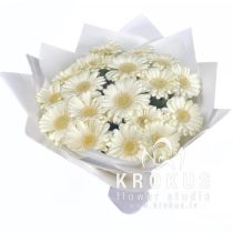 Balto germiniju pušķis