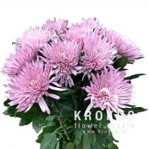 Розовые хризантемы