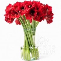 Amaryllis (Hippeastrum)