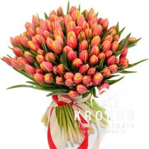 Oriģinālās holandes tulpes