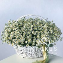 Basket of matricaria