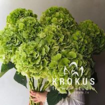 Zāļo hortenziju pušķis