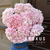 Rozā hortenziju pušķis