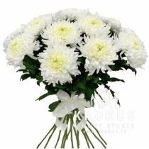 Balto krizantēmu pušķis