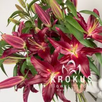Bordo lilies
