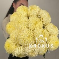 Bouquet of butter-colored chrysanthemums