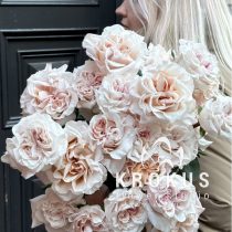 Peonijveida pūderkrāsas rozes