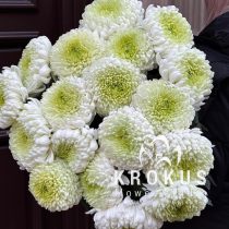 White-green chrysanthemum