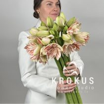 Amaryllis (Hippeastrum)