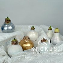 Amaryllis in wax - one by one