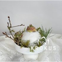 Vaska amarillis podiņā