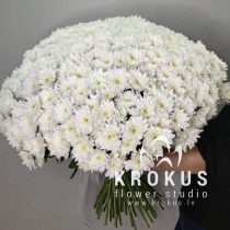 Balto krizantēmu pušķis