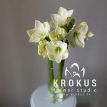 Baltais amarillis (Hippeastrum)