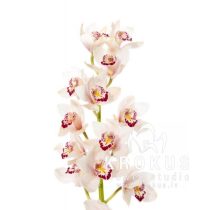 Cimbīdijas orhideja