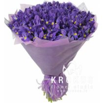 101 īriss SUPER CENA!!!