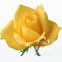 Dzeltenas rozes "Premium"