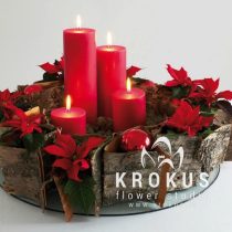 Adventes kompozīcija "Ziemaasvētku zvaigzne"